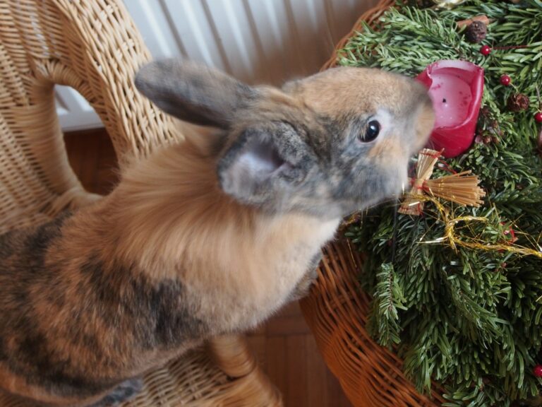 Kaninchen am Weihnachtsgesteck