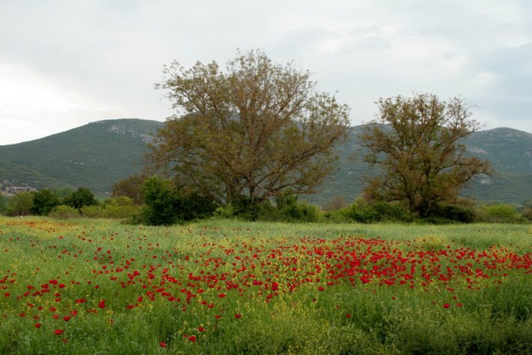 Mohnblumenfeld