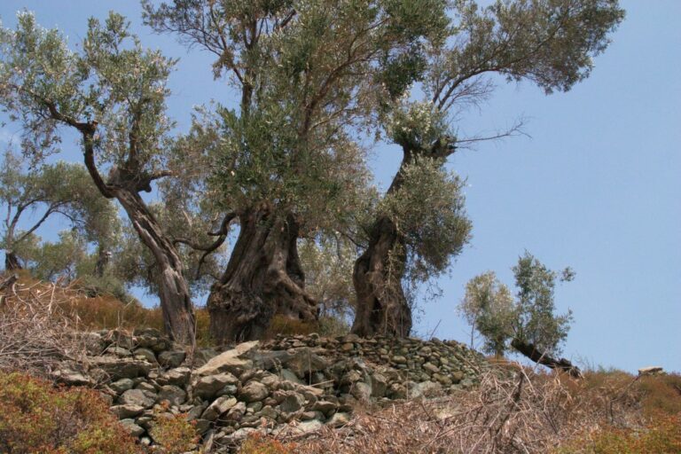 Ölbaum, Hulusi Halit